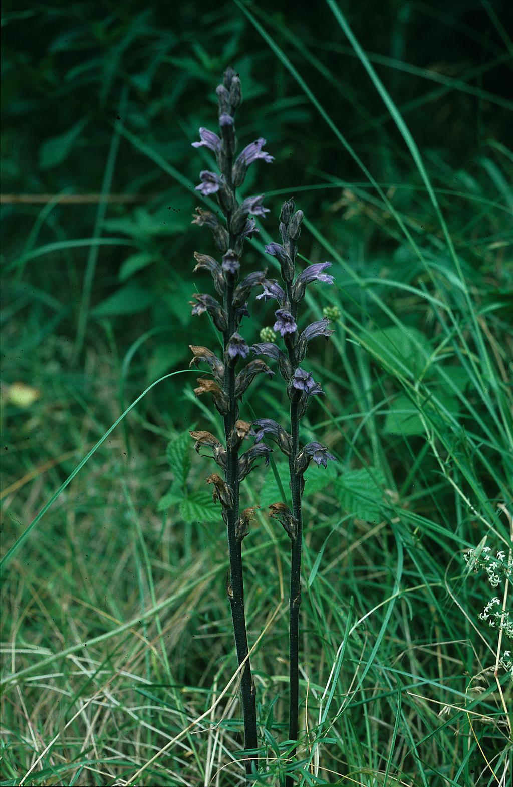 Orobanche purpurea (door Otto Brinkkemper)