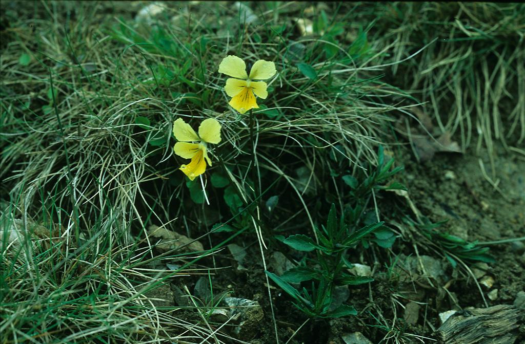 Viola lutea subsp. calaminaria (door Otto Brinkkemper)