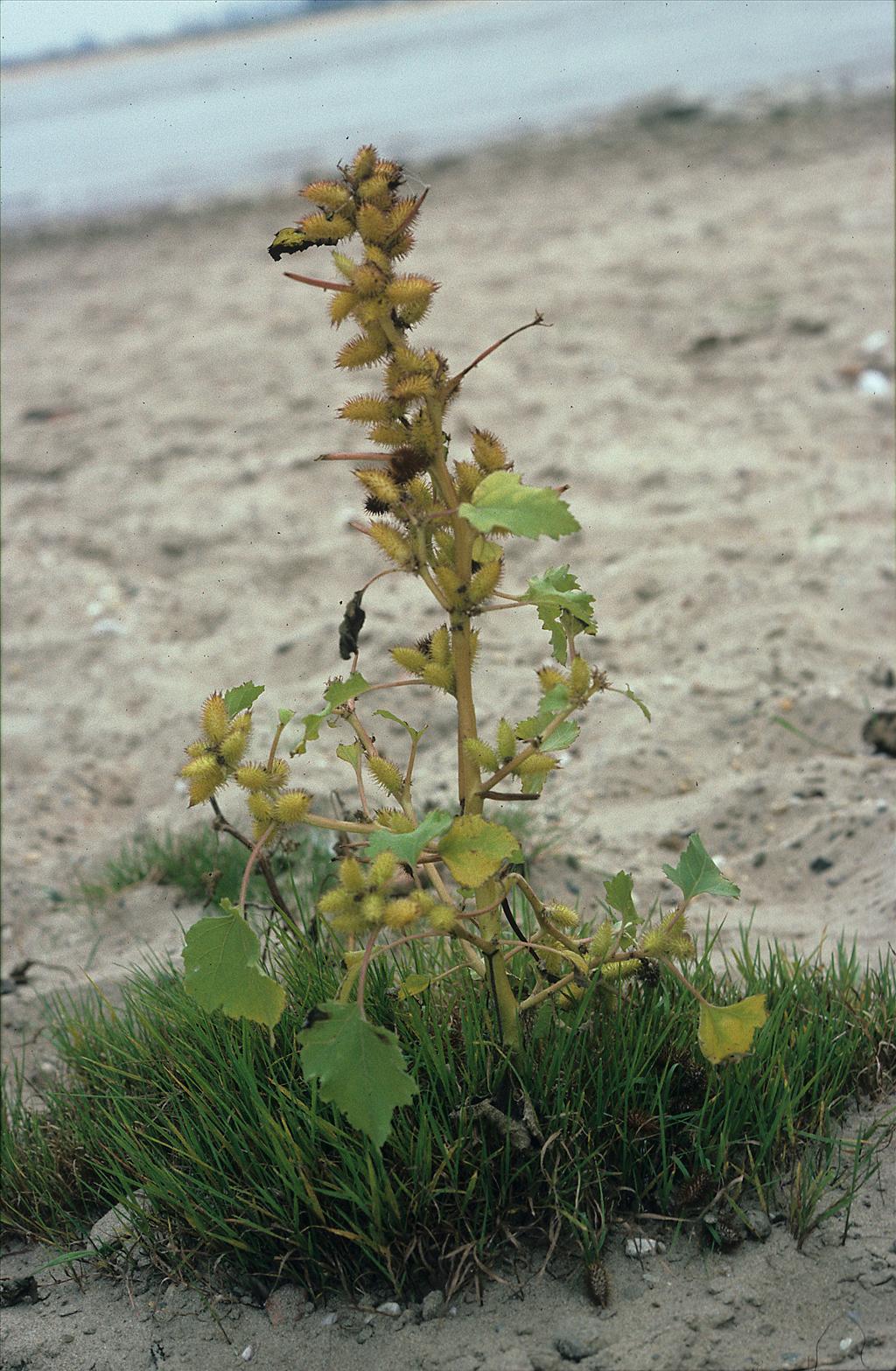 Xanthium orientale/strumarium (door Otto Brinkkemper)