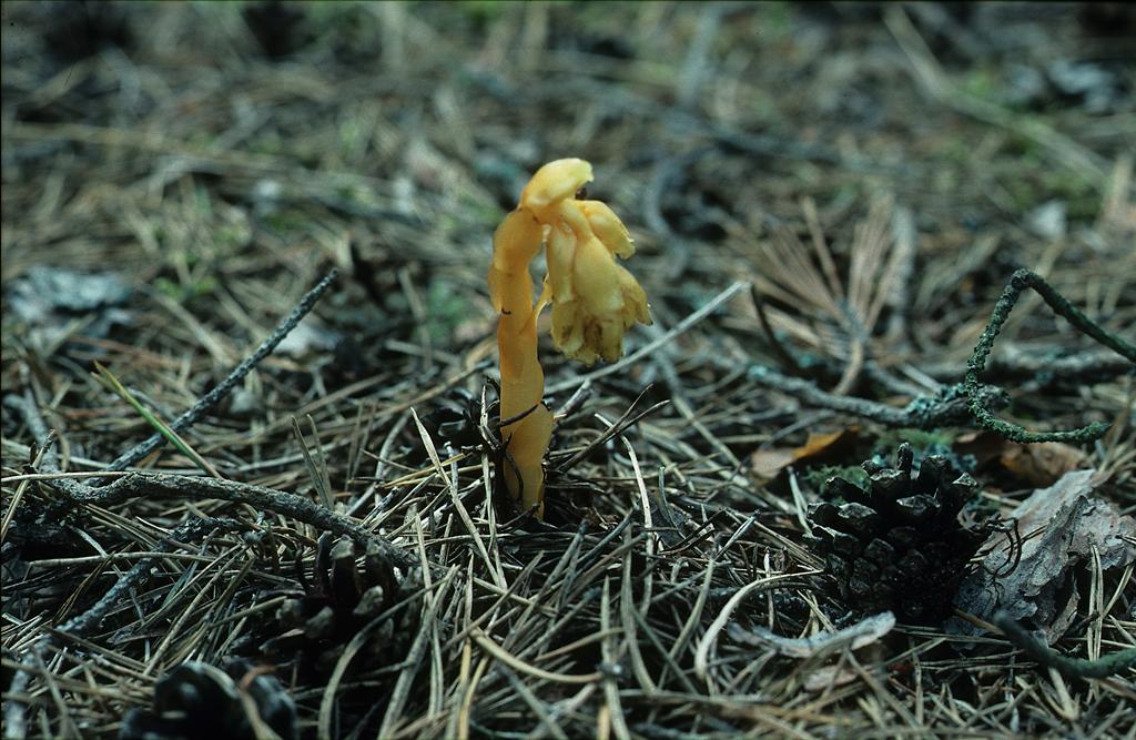 Monotropa hypopitys (door Otto Brinkkemper)