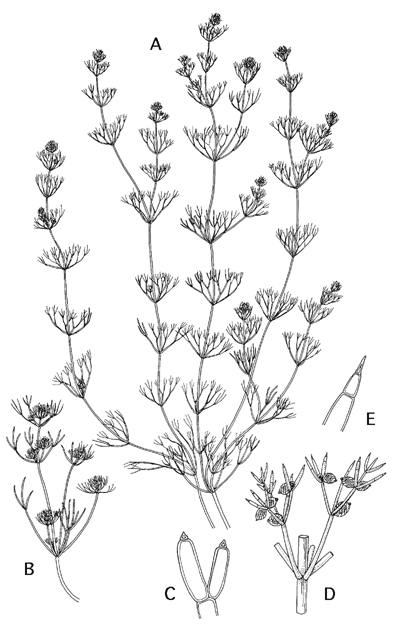 Nitella mucronata var. gracillima (door Emile Nat)