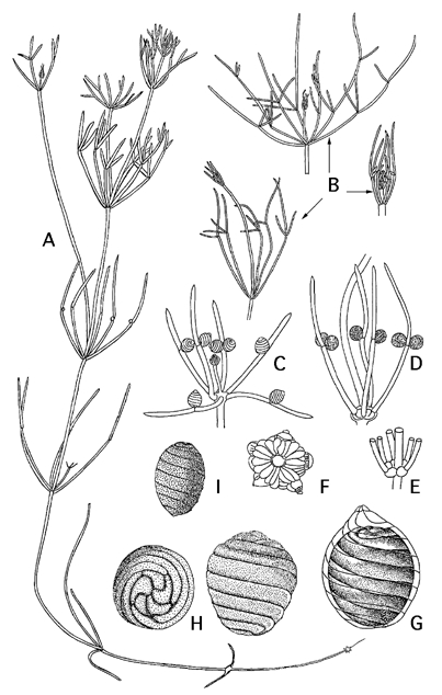 Nitellopsis obtusa (door Emile Nat)