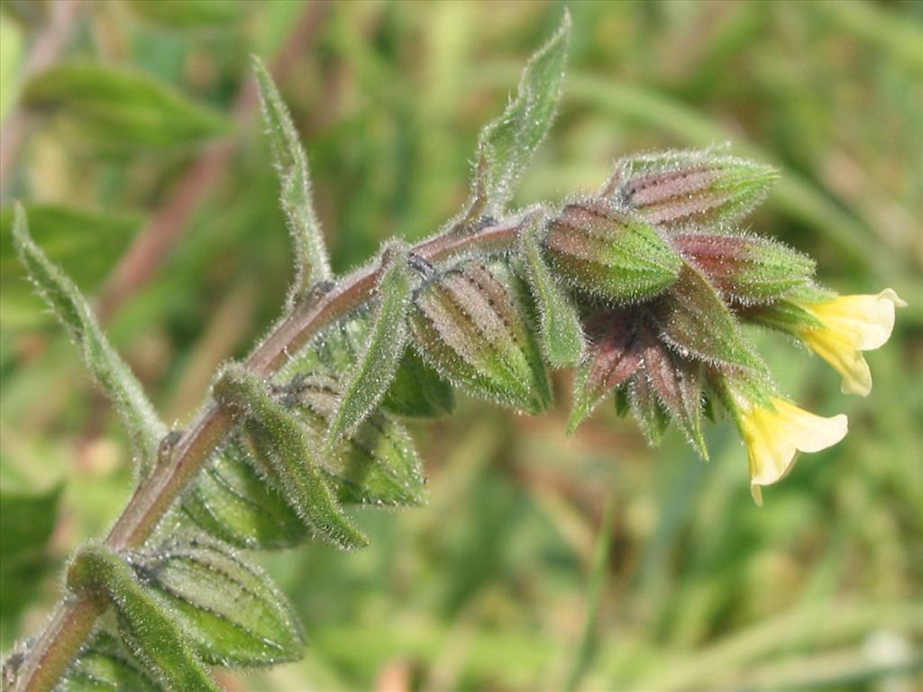 Nonea lutea (door Gertjan van Mill)