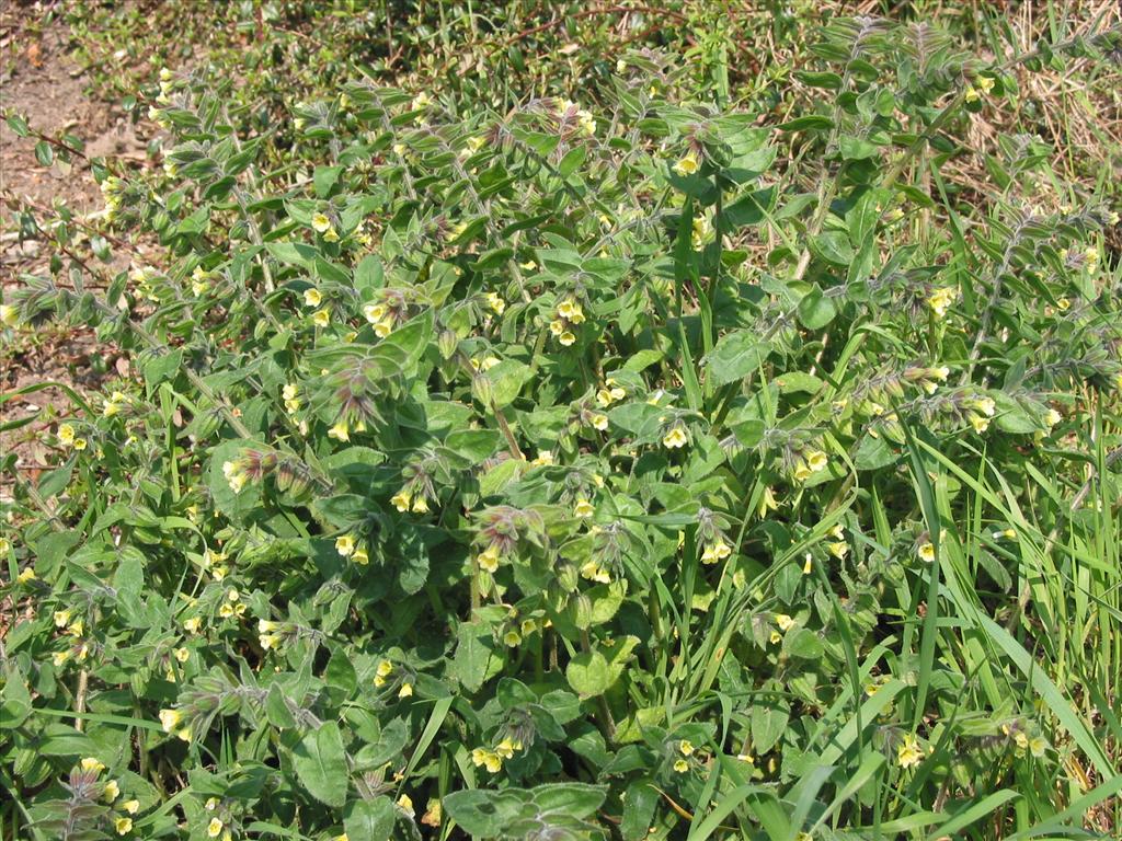 Nonea lutea (door Gertjan van Mill)