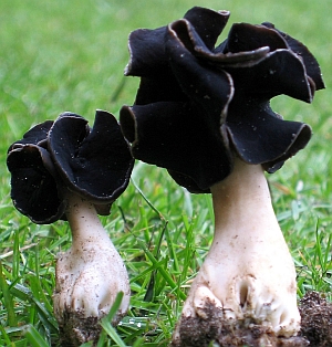 Helvella spadicea (door Lucien Noens)