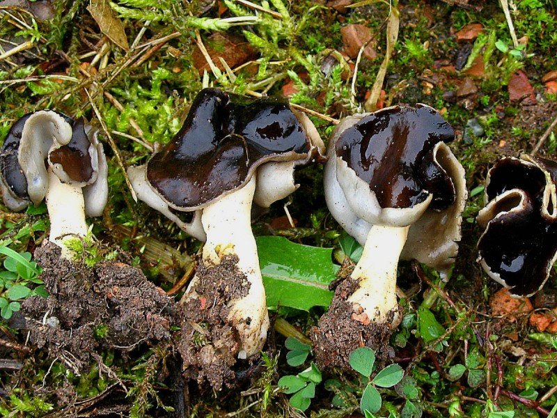 Helvella spadicea (door Martijn Oud)