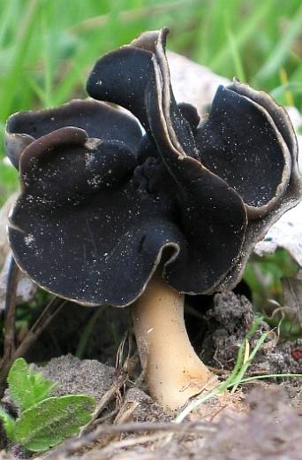 Helvella spadicea (door Lucien Noens)