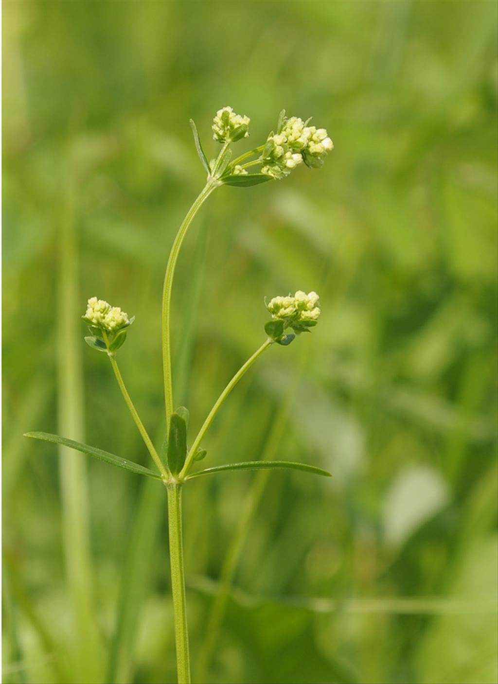 Galium boreale (door Theo Muusse)