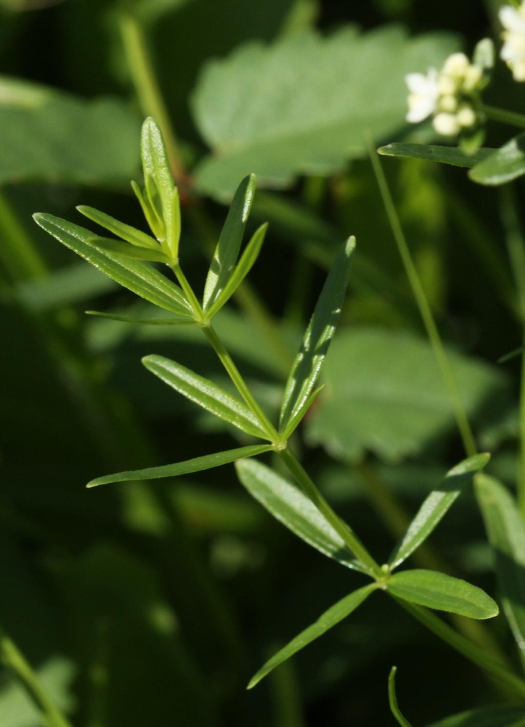 Galium boreale (door Peter Meininger)