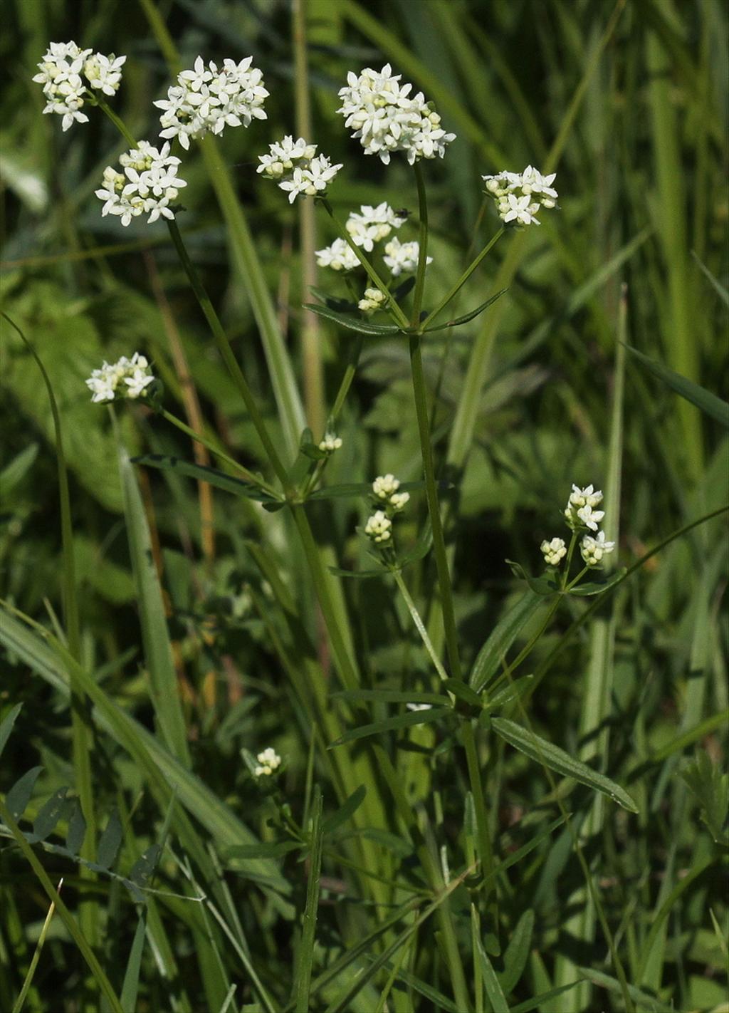 Galium boreale (door Peter Meininger)