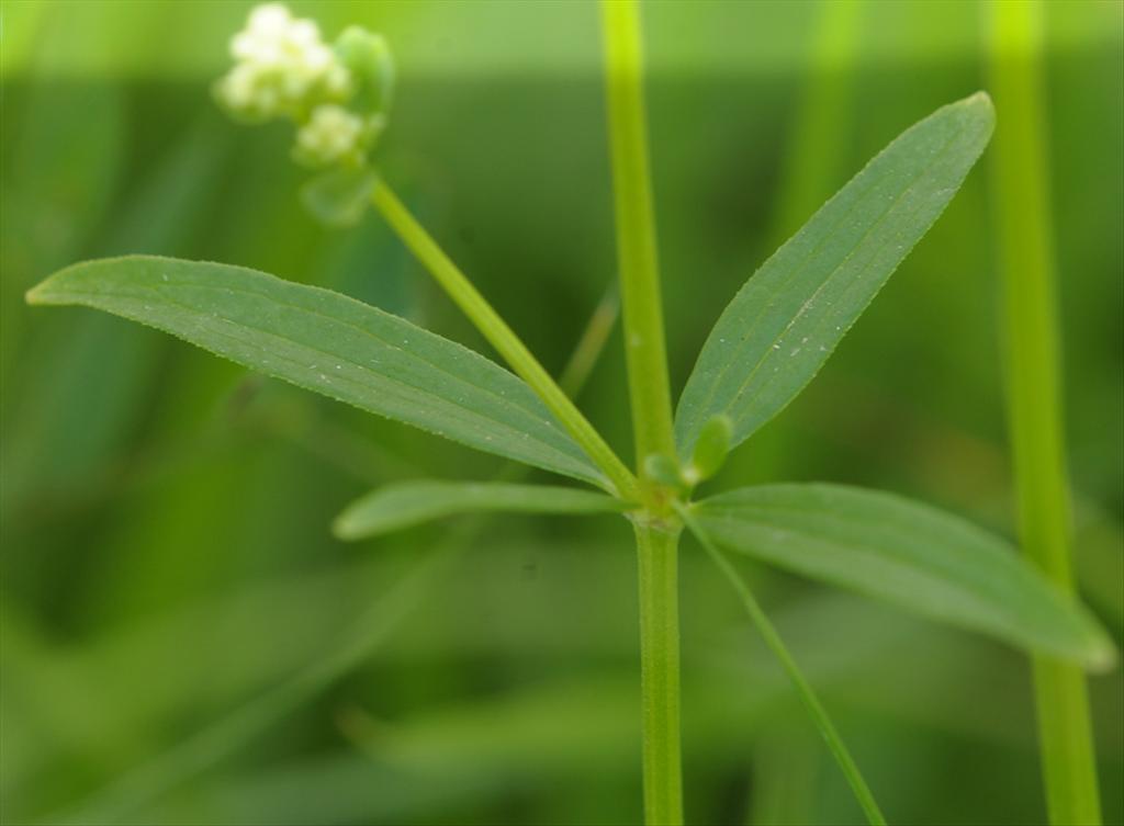 Galium boreale (door Theo Muusse)