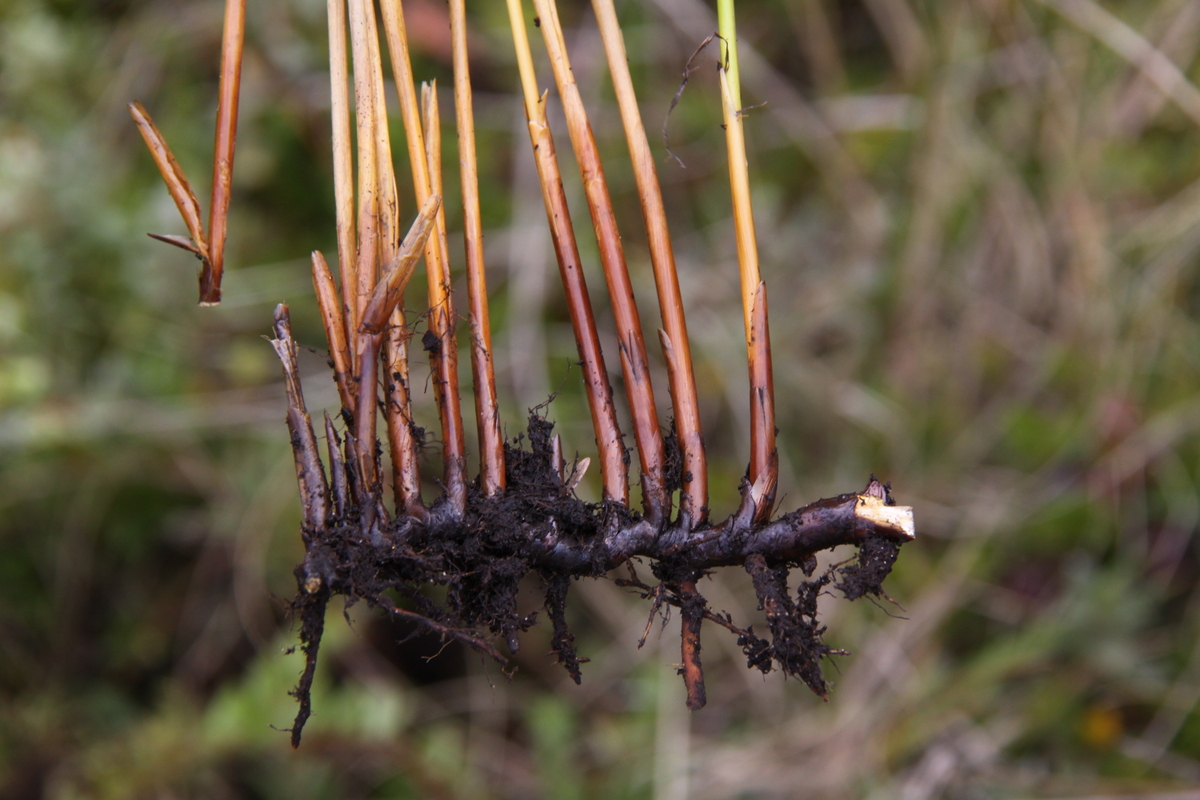 Juncus balticus (door Peter Meininger)