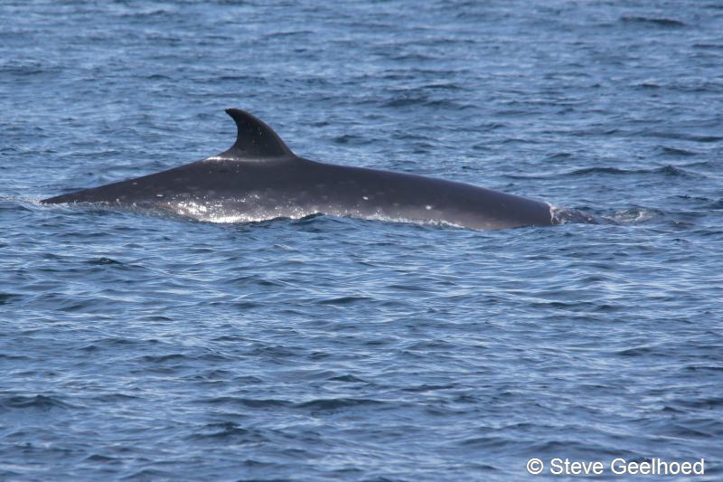 Balaenoptera borealis (door Steve Geelhoed)