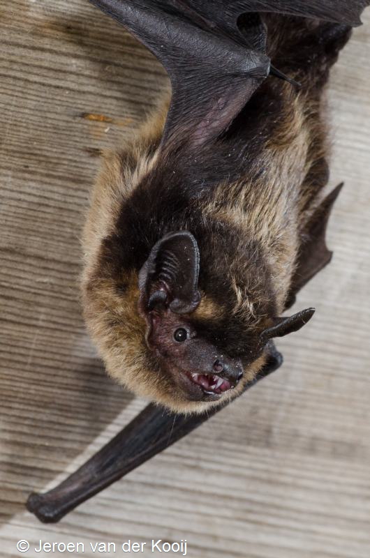 Eptesicus nilssonii (door Jeroen van der Kooij)