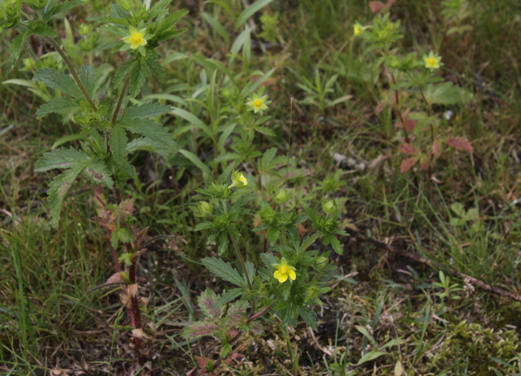 Potentilla norvegica (door Peter Meininger)