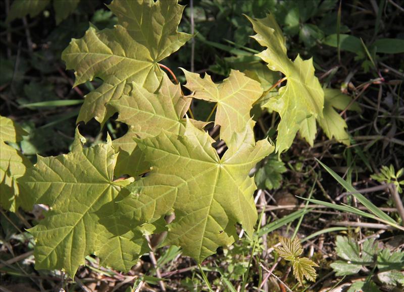 Acer platanoides (door Peter Meininger)