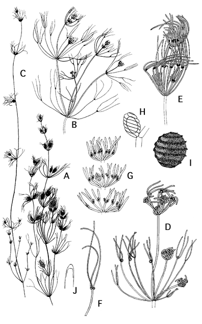 Nitella opaca (door Emile Nat)