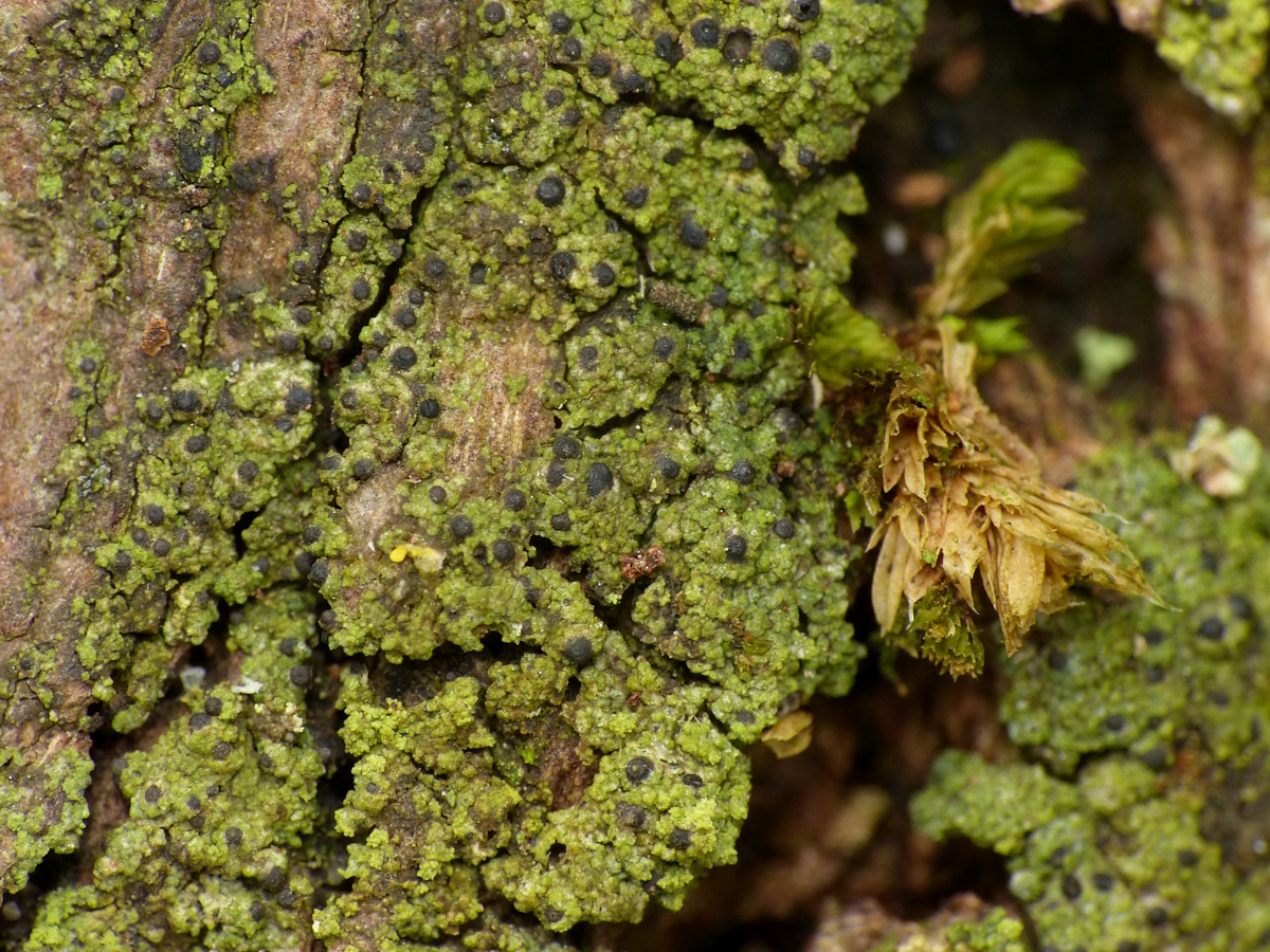 Normandina chlorococca (door Henk-Jan van der Kolk)