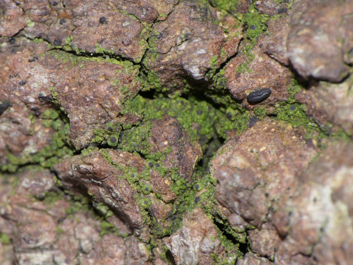 Normandina chlorococca (door Henk-Jan van der Kolk)