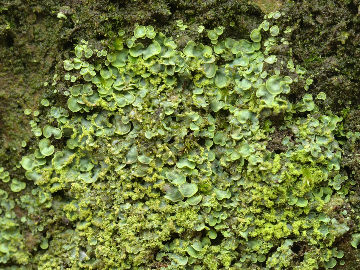 Normandina pulchella (door Jan Freijer)