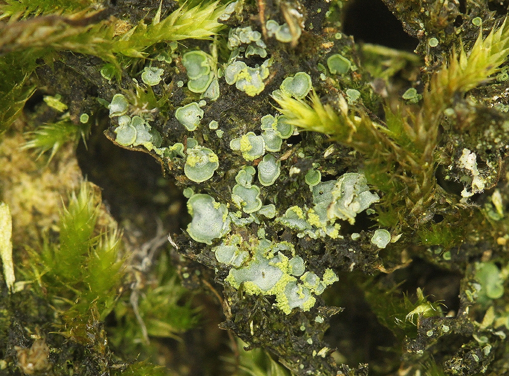 Normandina pulchella (door Laurens Sparrius)