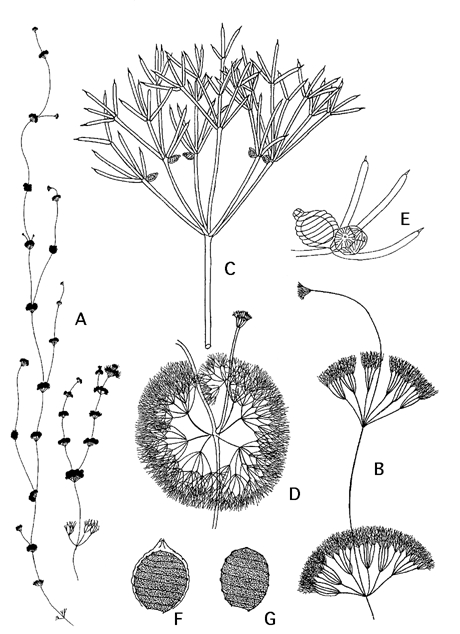 Nitella tenuissima (door Emile Nat)