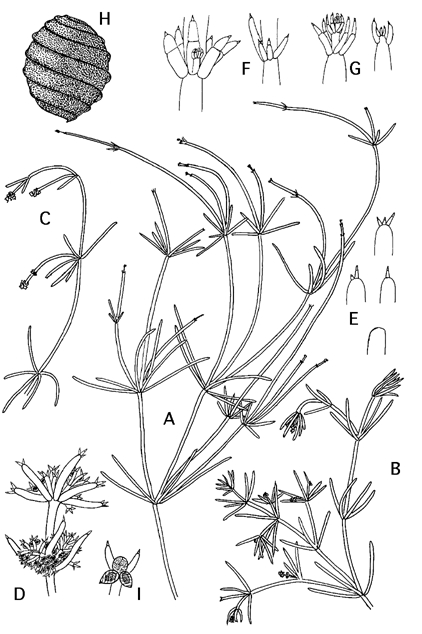 Nitella translucens (door Emile Nat)