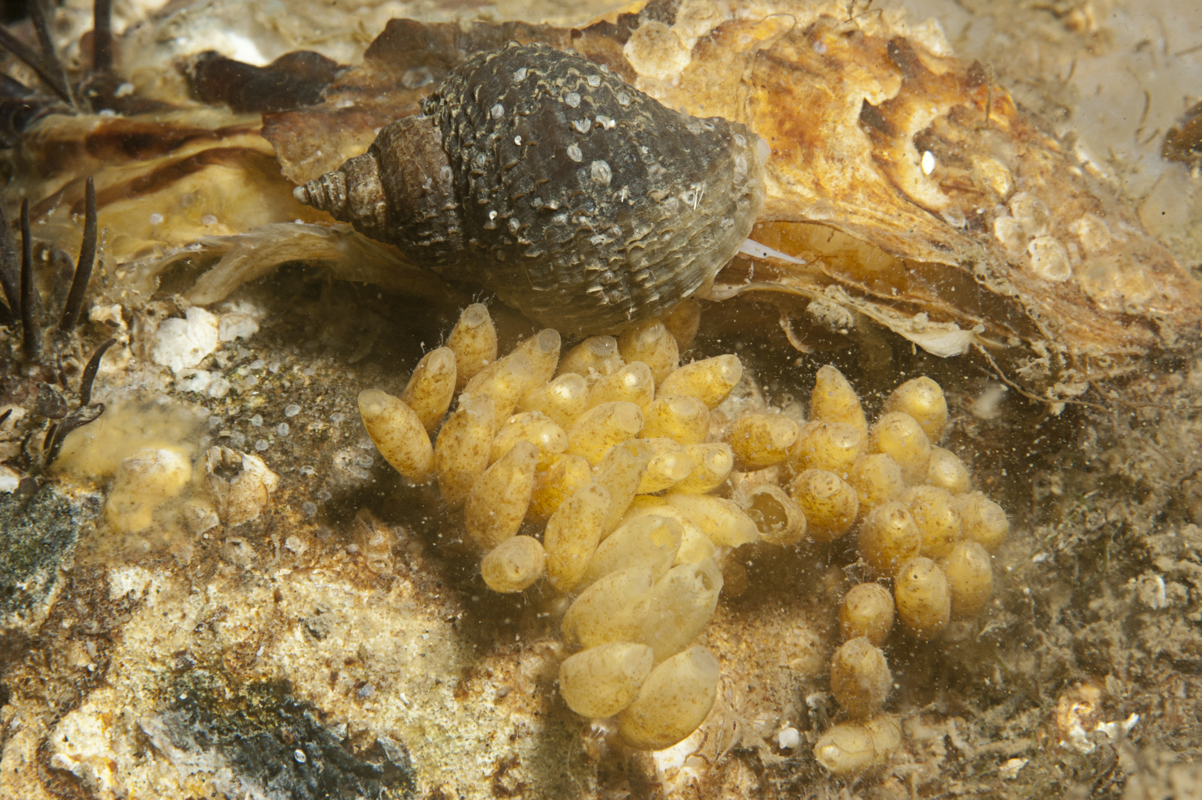 Nucella lapillus (door Peter H. van Bragt)