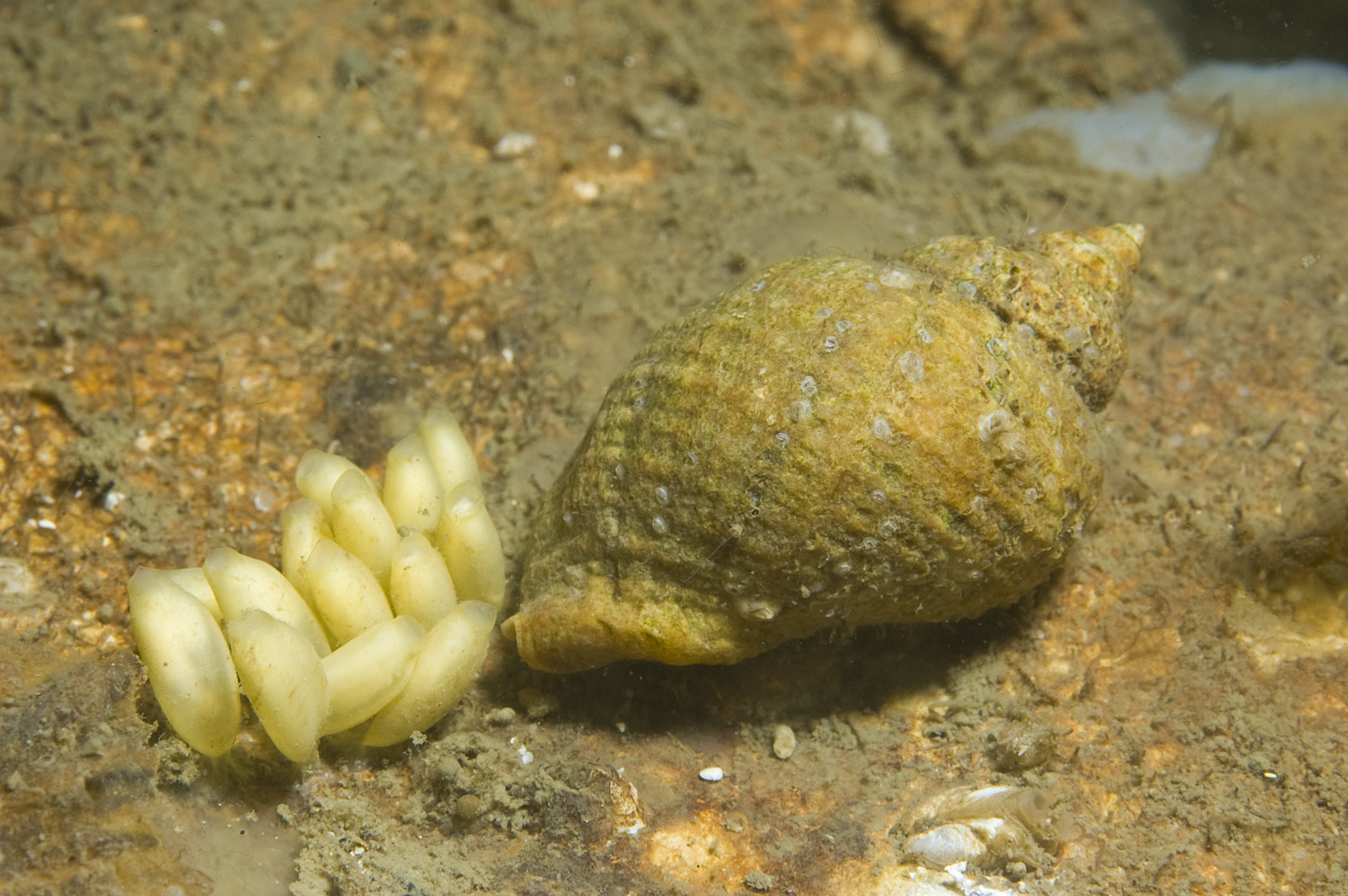 Nucella lapillus (door Peter H. van Bragt)