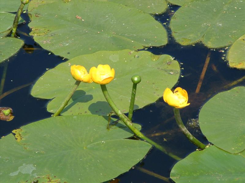 Nuphar lutea (door Adrie van Heerden)