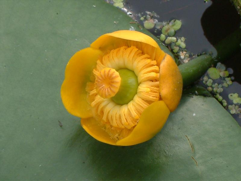 Nuphar lutea (door Adrie van Heerden)