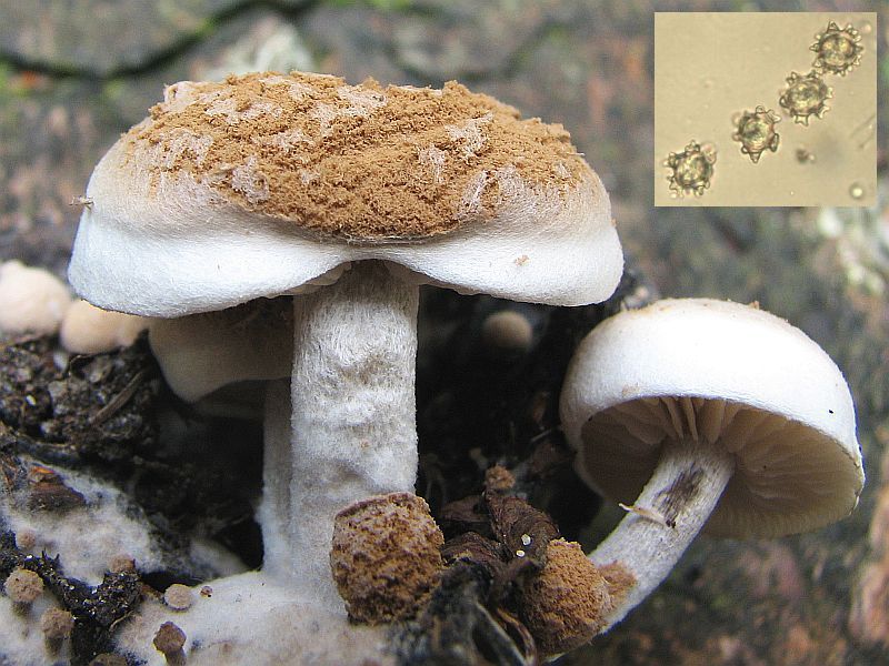 Asterophora lycoperdoides (door Marian Jagers)