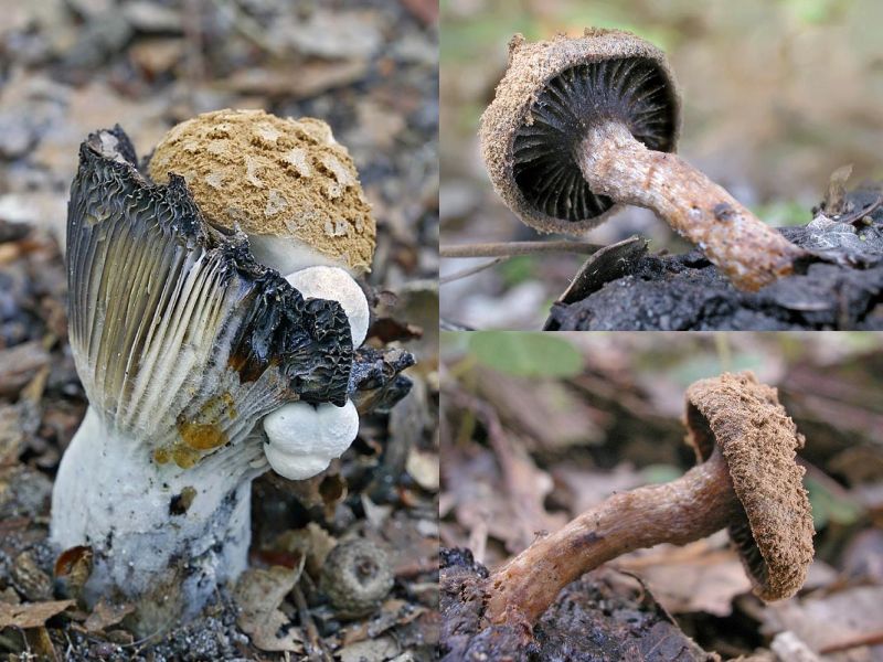 Asterophora lycoperdoides (door Gerben Winkel)