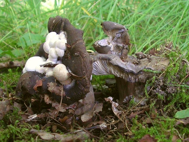 Asterophora lycoperdoides (door Aldert Gutter)