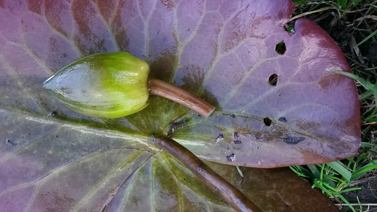 Nymphaea candida (door Rense Haveman)