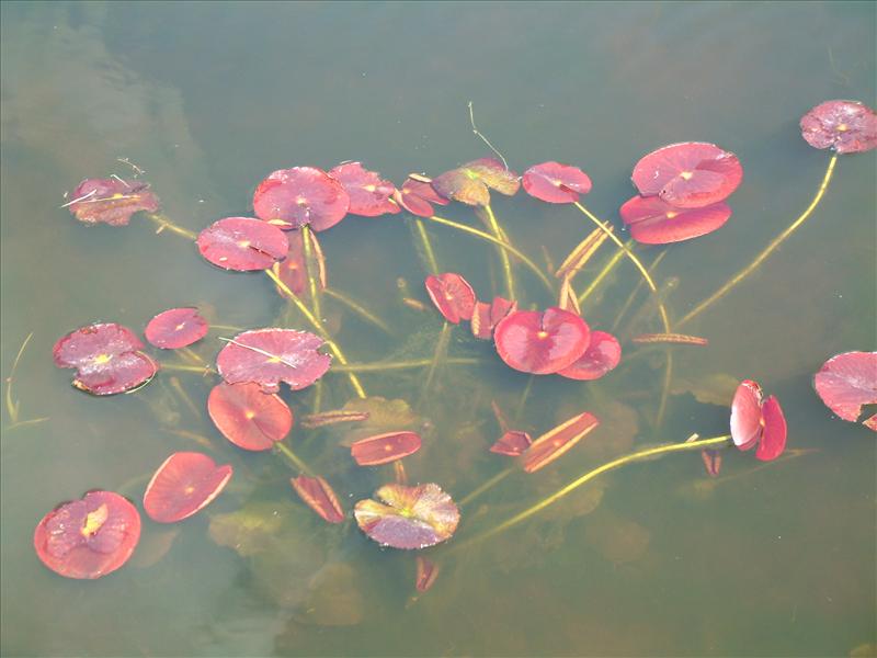 Nymphaea alba (door Adrie van Heerden)