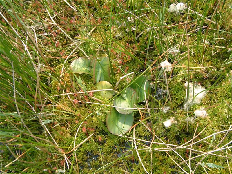 Nymphaea alba (door Adrie van Heerden)