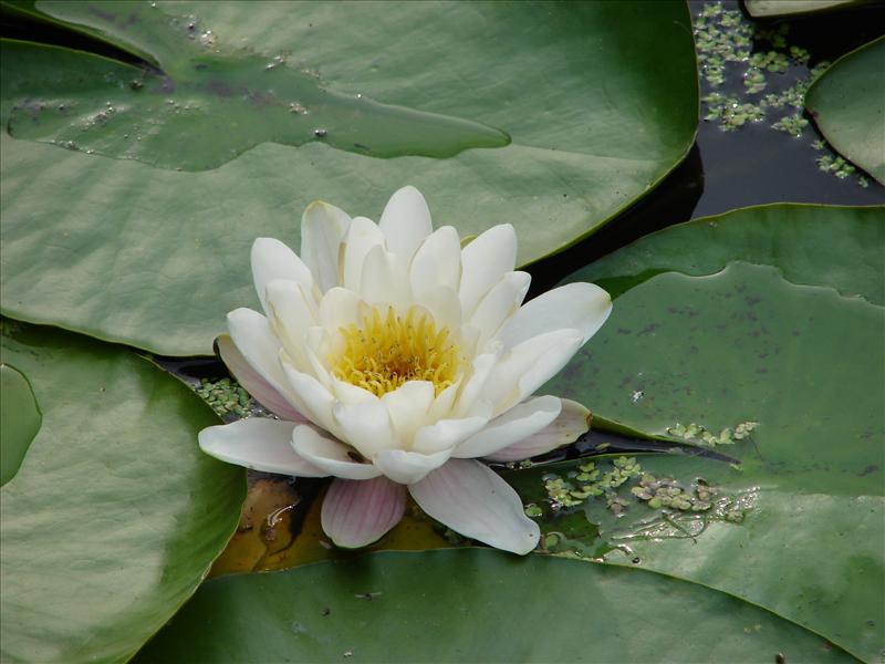 Nymphaea alba (door Adrie van Heerden)