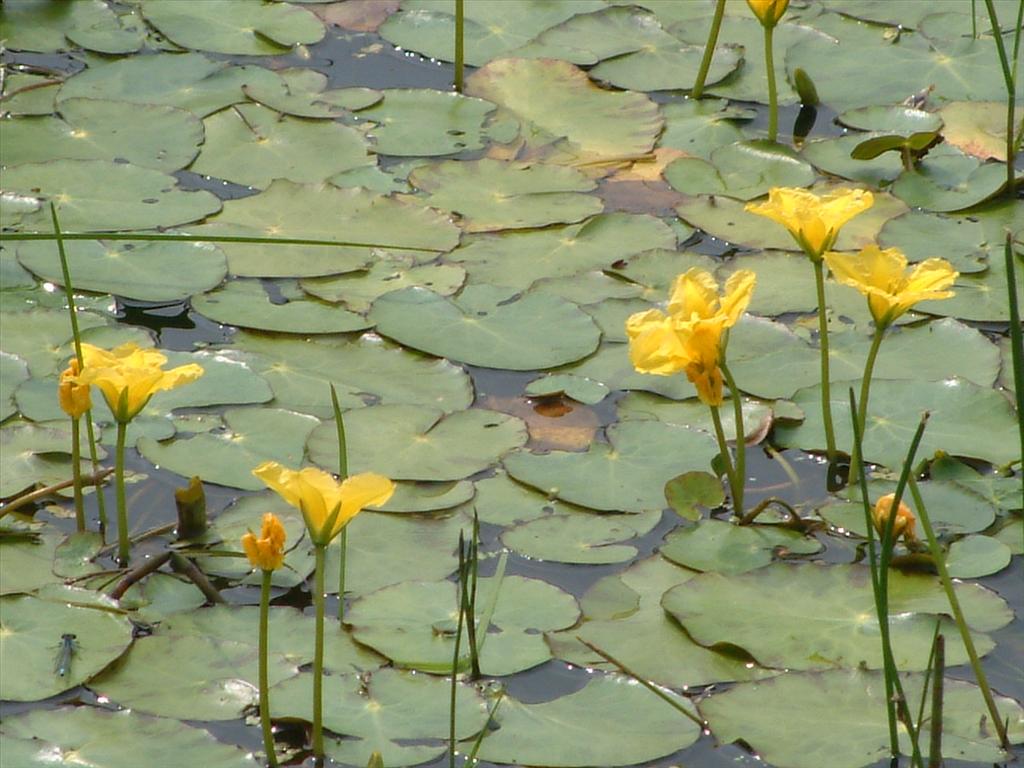 Nymphoides peltata (door Adrie van Heerden)