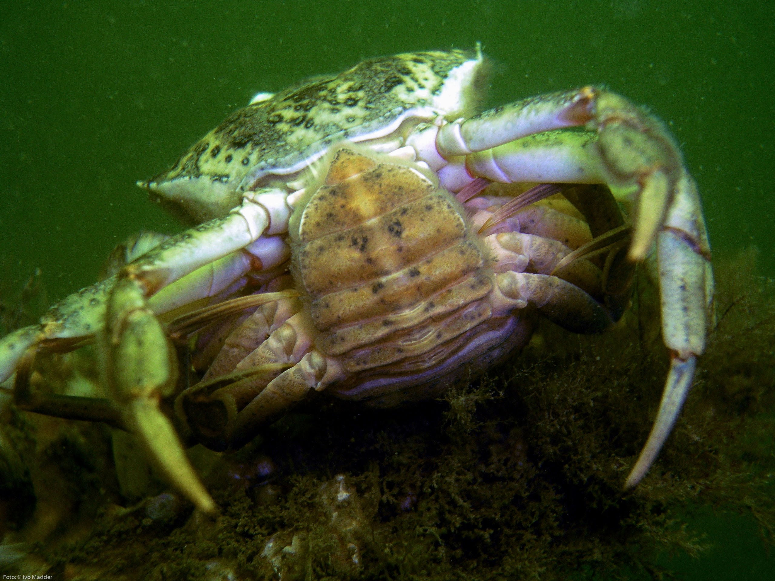 Carcinus maenas (door Ivo Madder)