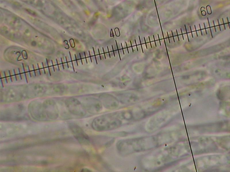 Orbilia eucalypti (door Stip Helleman)