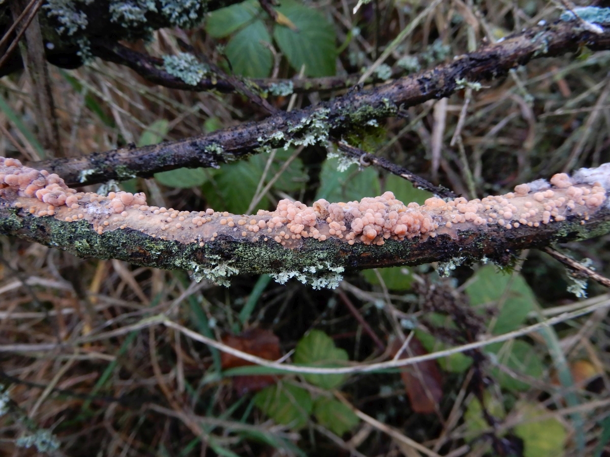 Obvidator incarnatae (door Marian Jagers-Dikmans)