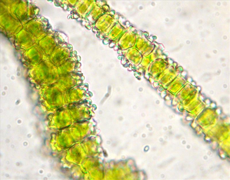 Orthotrichum rupestre (door Michel Zwarts)