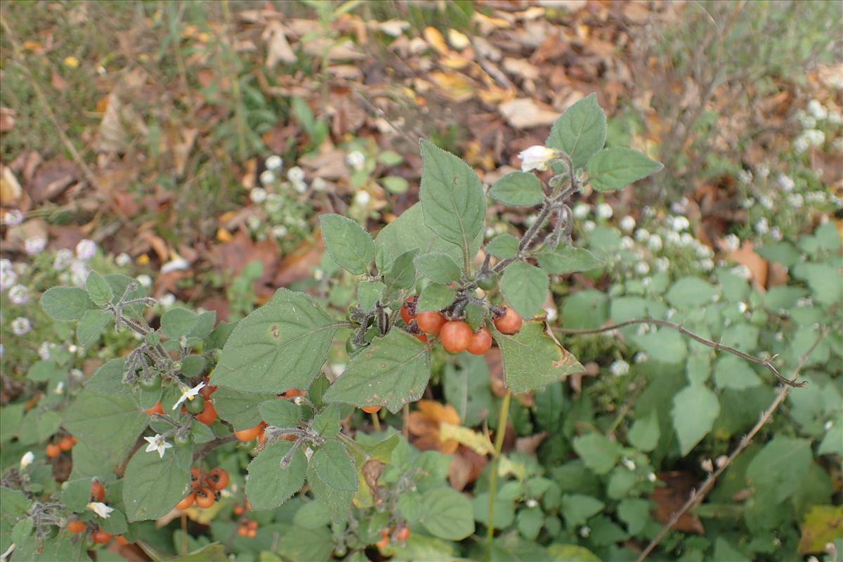 Solanum villosum (door Stef van Walsum)