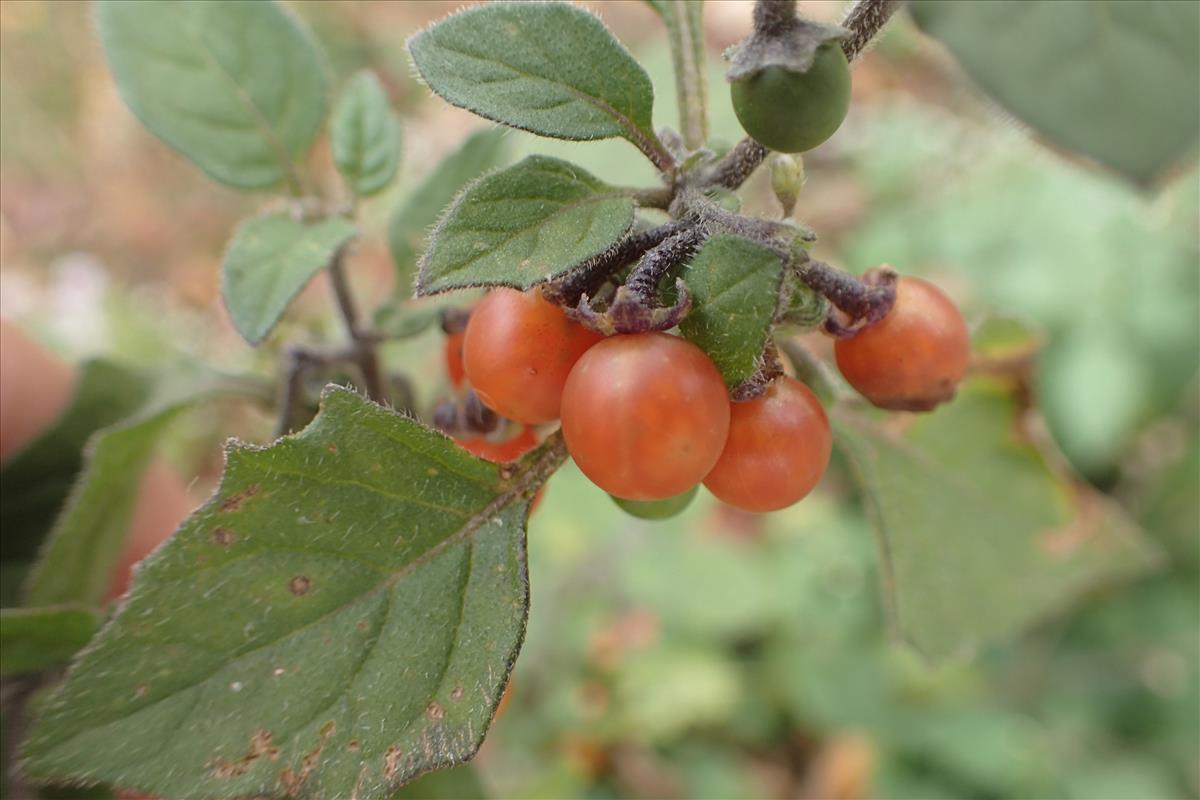 Solanum villosum (door Stef van Walsum)