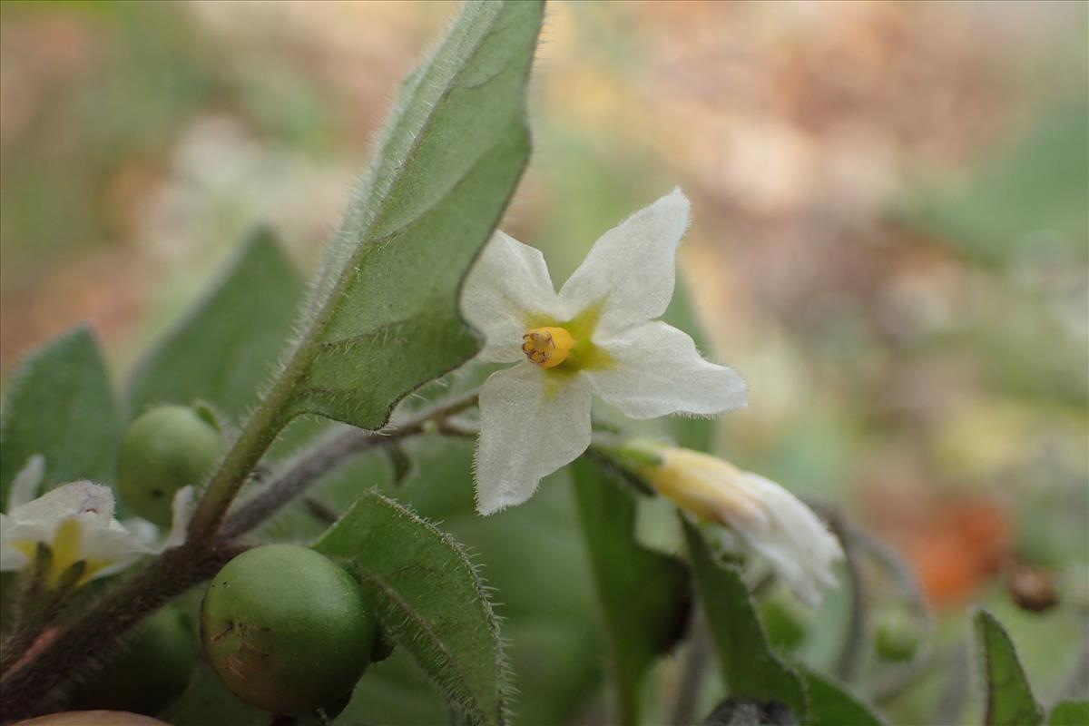 Solanum villosum (door Stef van Walsum)