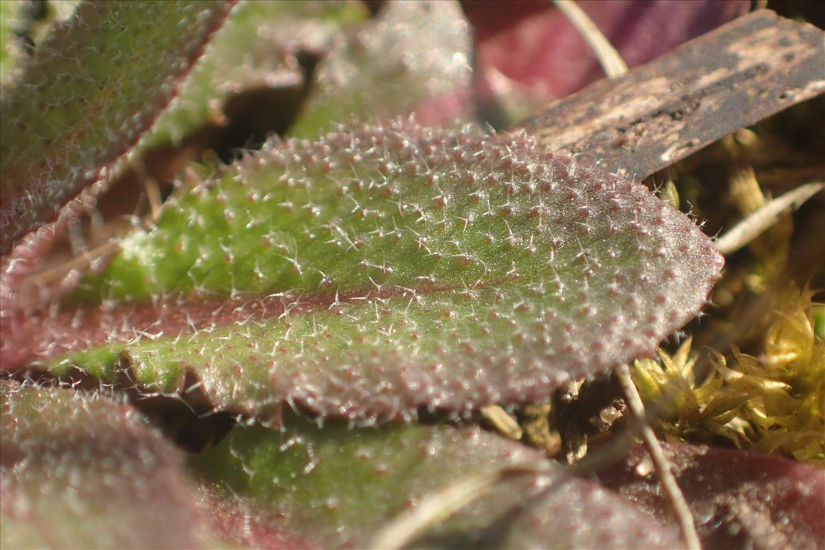Arabidopsis thaliana (door Stef van Walsum)