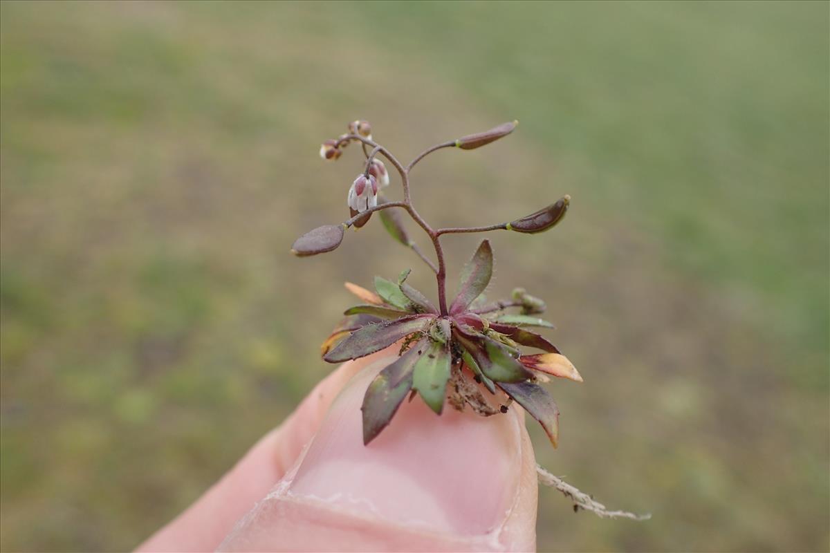 Draba praecox (door Stef van Walsum)