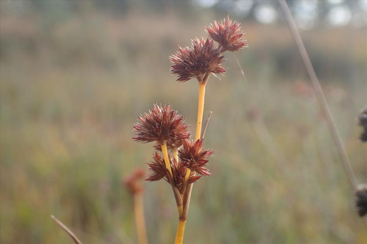 Juncus canadensis (door Stef van Walsum)