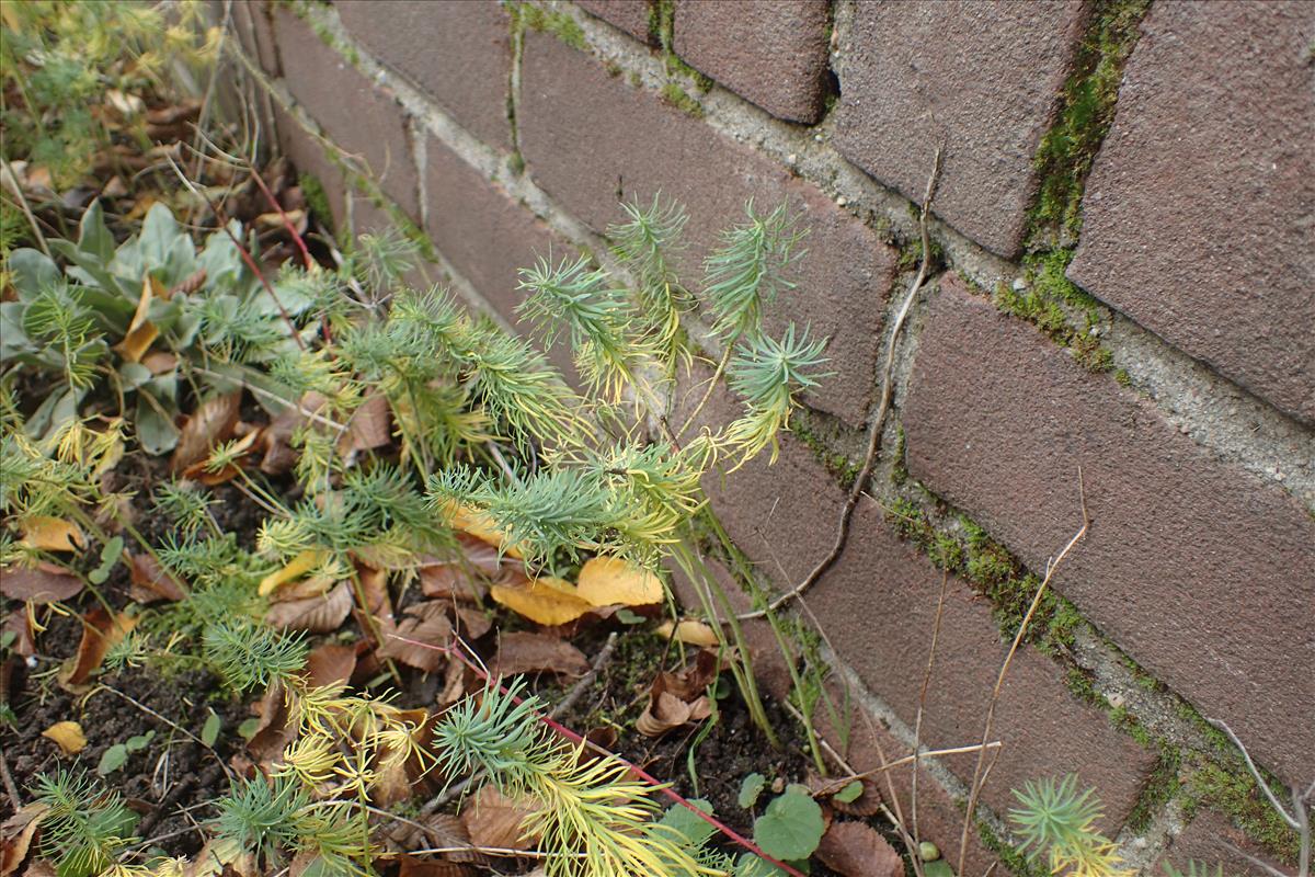 Euphorbia cyparissias (door Stef van Walsum)